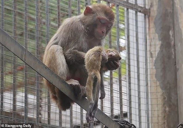 Rơi nước mắt cảnh khỉ mẹ giữ đứa con đã chết hai ngày bên mình ảnh 5 Rơi nước mắt cảnh khỉ mẹ cố gắng giữ đứa con đã chết hai ngày bên mình - ảnh 5