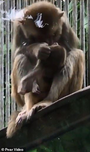 Rơi nước mắt cảnh khỉ mẹ cố gắng giữ đứa con đã chết hai ngày bên mình - ảnh 3