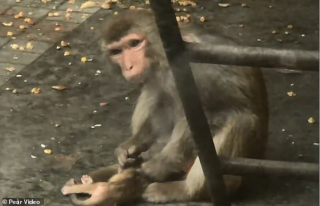 Rơi nước mắt cảnh khỉ mẹ cố gắng giữ đứa con đã chết hai ngày bên mình - ảnh 4