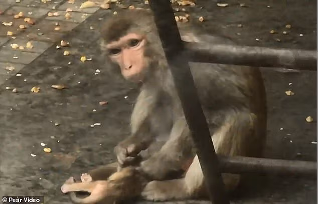 Rơi nước mắt cảnh khỉ mẹ cố gắng giữ đứa con đã chết hai ngày bên mình - ảnh 4