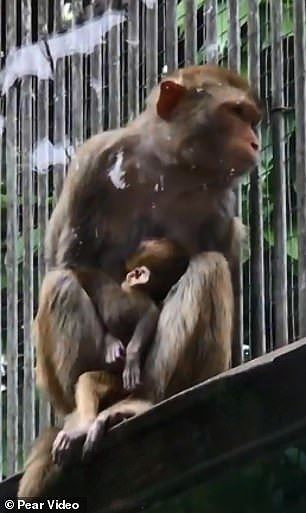 Rơi nước mắt cảnh khỉ mẹ cố gắng giữ đứa con đã chết hai ngày bên mình - ảnh 2