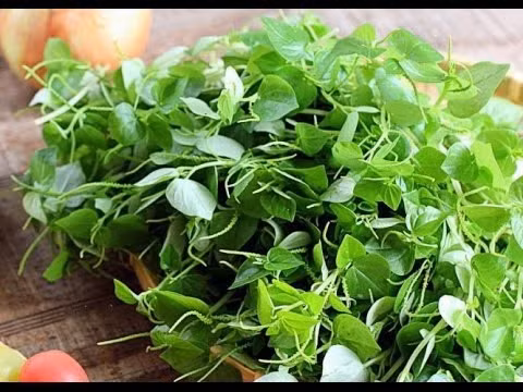 Loài rau ở Việt Nam cho gia súc ăn nhưng ở các nước châu Âu là 