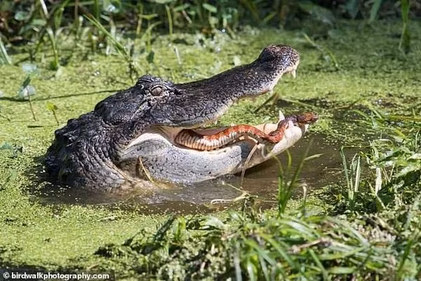 Con rắn cố tìm cách thoát khỏi hàm cá sấu.