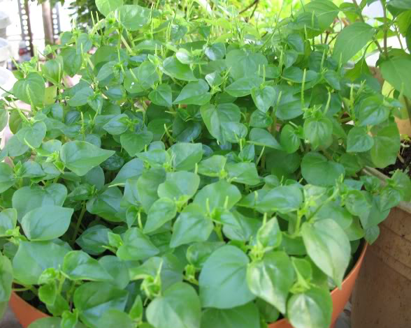 Loài rau ở Việt Nam cho gia súc ăn nhưng ở các nước châu Âu là  Loài rau ở Việt Nam cho gia súc ăn nhưng ở các nước châu Âu là