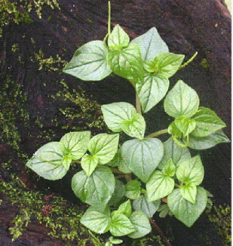 Loài rau ở Việt Nam cho gia súc ăn nhưng ở các nước châu Âu là  Loài rau ở Việt Nam cho gia súc ăn nhưng ở các nước châu Âu là