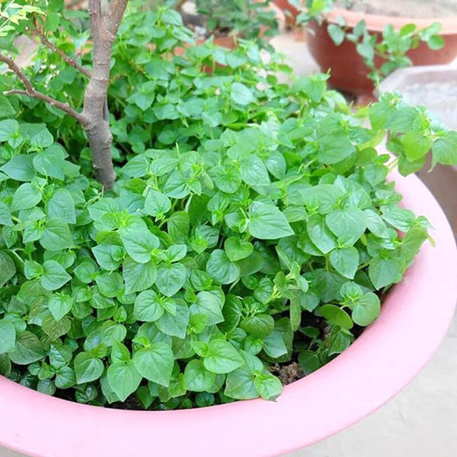 Loài rau ở Việt Nam cho gia súc ăn nhưng ở các nước châu Âu là  Loài rau ở Việt Nam cho gia súc ăn nhưng ở các nước châu Âu là