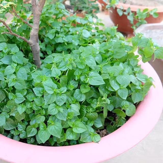 Loài rau ở Việt Nam cho gia súc ăn nhưng ở các nước châu Âu là 