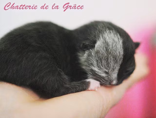 Chú mèo nổi tiếng khắp thế giới nhờ hai màu mặt hiếm có ảnh 1