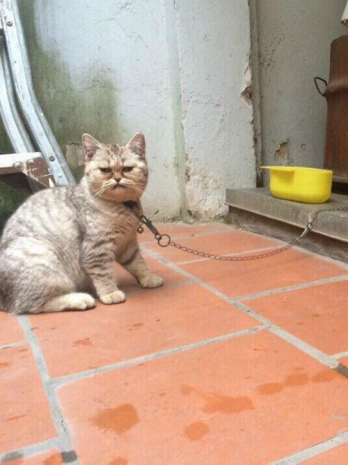 Biểu cảm khó đỡ của mèo. Biểu cảm khó đỡ của mèo.