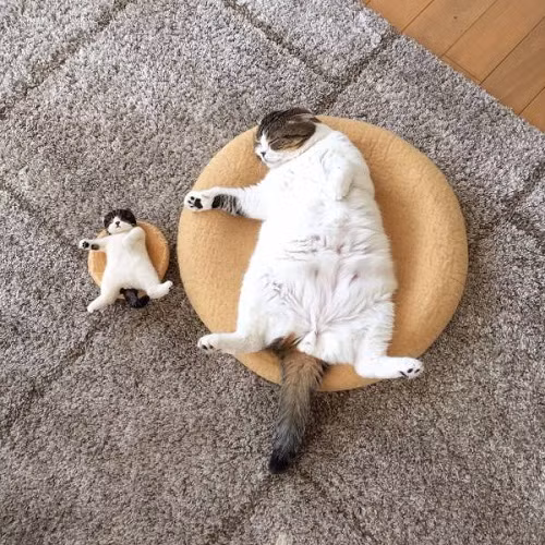 Mẹ nào con nấy.