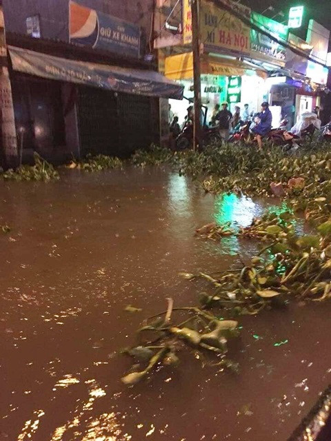 Bèo trôi cả vào nhà dân ở Quận 8