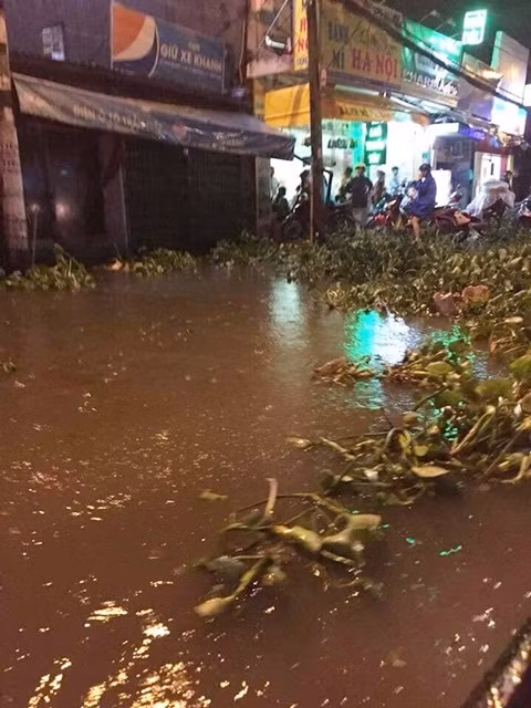 Bèo trôi cả vào nhà dân ở Quận 8