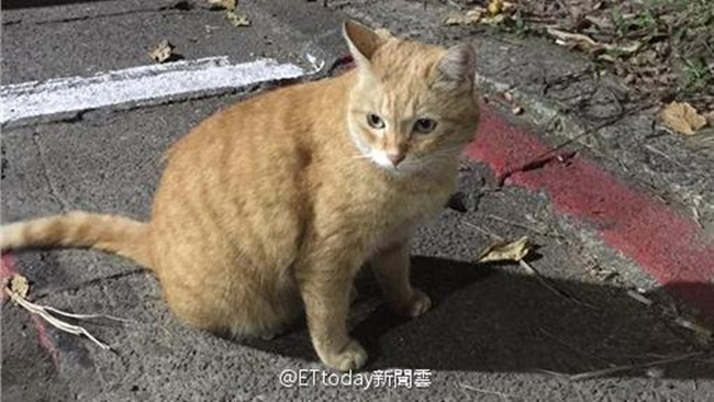 Ngược đãi mèo hoang đến chết, chàng trai bị dân chúng quây đánh trước cửa Tòa án ảnh 12 Ngược đãi mèo hoang đến chết, chàng trai bị dân chúng quây đánh trước cửa Tòa án ảnh 12