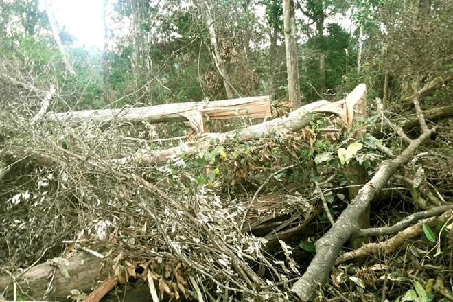 Hơn 2,1ha rừng tại địa bàn xã Trường Xuân bị chặt phá nghiêm trọng. Ảnh: CAND.