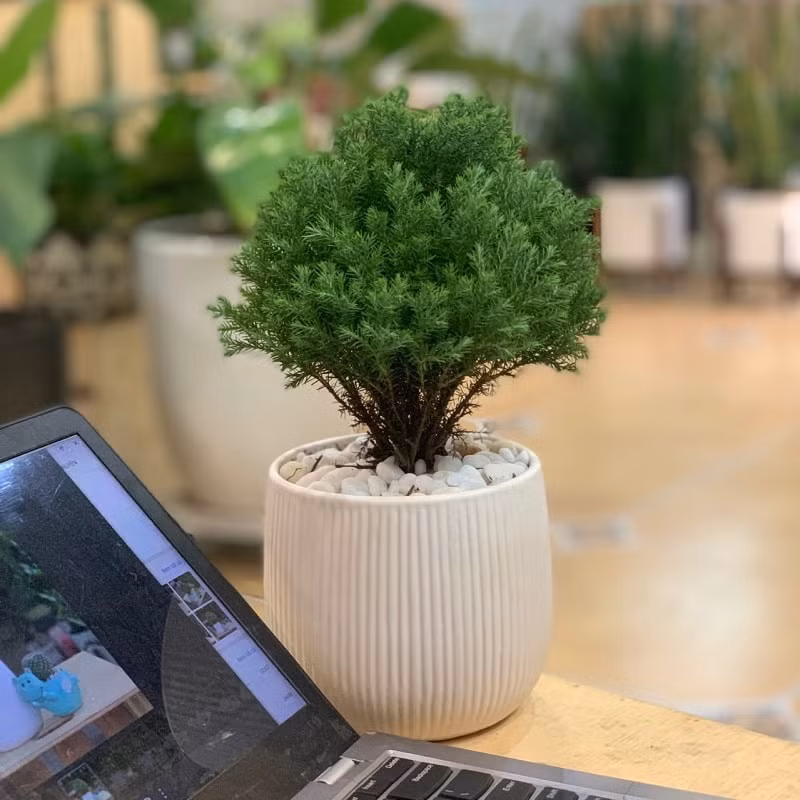 Cây phong thủy hợp mệnh, 12 con giáp nên trồng để tăng tài lộc 4 tháng cuối năm ảnh 2