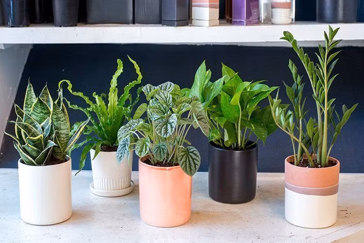 Cây phong thủy hợp mệnh, 12 con giáp nên trồng để tăng tài lộc 4 tháng cuối năm