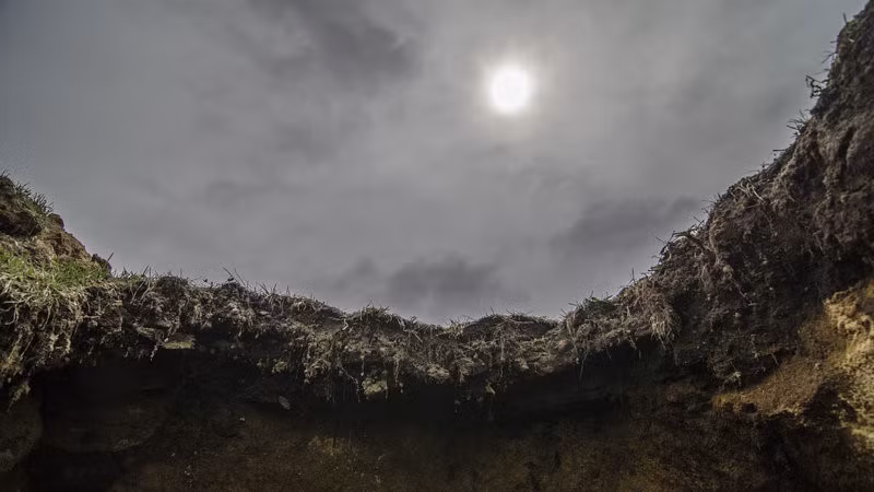 chuyen kho tin ve vi vua tha bi chon song con hon dau hang hinh anh 6