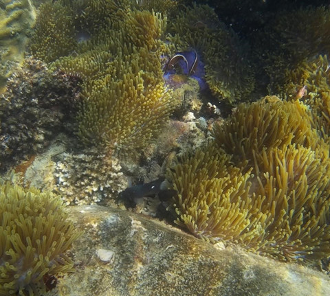 10 ly do khien dai gia An Do chon Phu Quoc la noi to chuc tiec cuoi hinh anh 10 