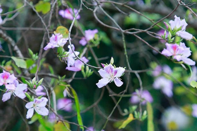 300 cây hoa ban Tây Bắc sẽ được trưng bày tại Bảo tàng Hà Nội