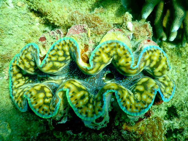 10 ly do khien dai gia An Do chon Phu Quoc la noi to chuc tiec cuoi hinh anh 11 