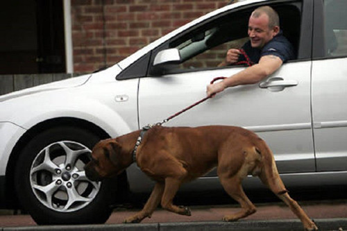 Lái xế hộp dắt cún đi dạo mới thích chứ.