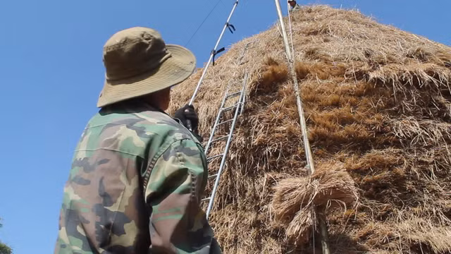 Độc đáo cây rơm “khủng” có giá nửa tỷ đồng ảnh 3