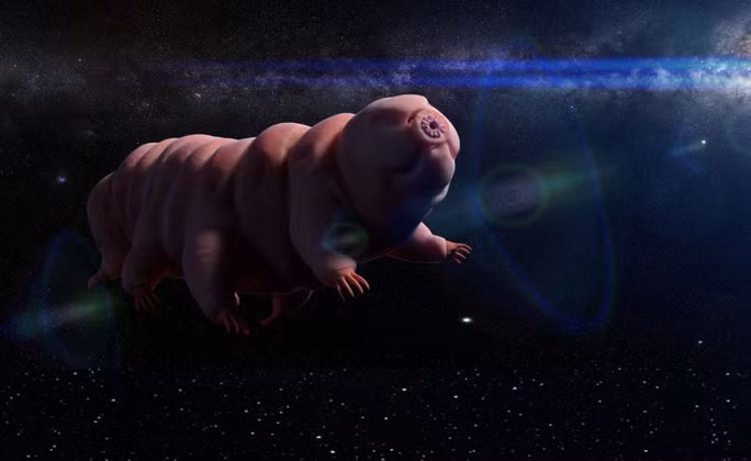 Tardigrade, sinh vật không bị trái đất làm biến đổi suốt 500 triệu năm và được cho là bất tử kể cả trong môi trường vũ trụ chân không - ảnh: DOTTED YET.