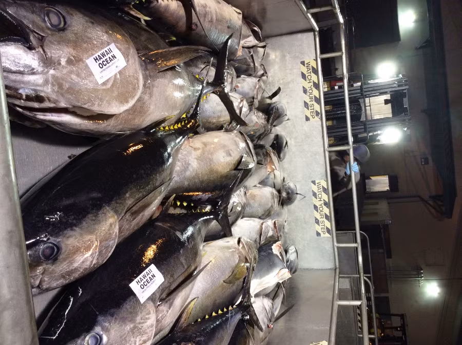 Ngư dân An Bằng ở đảo Hawaii đánh bắt cá cùng các bạn nước ngoài