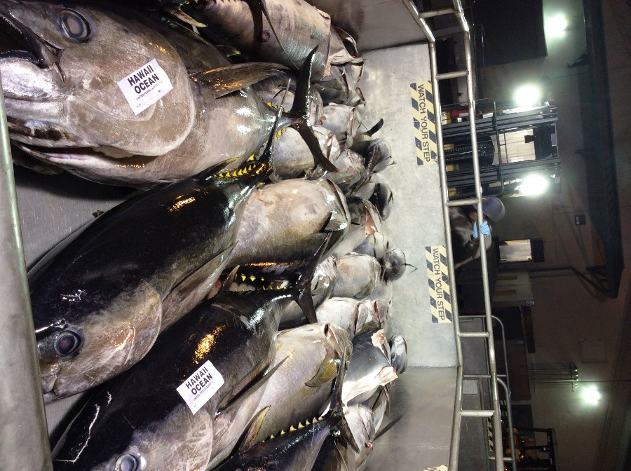 Ngư dân An Bằng ở đảo Hawaii đánh bắt cá cùng các bạn nước ngoài