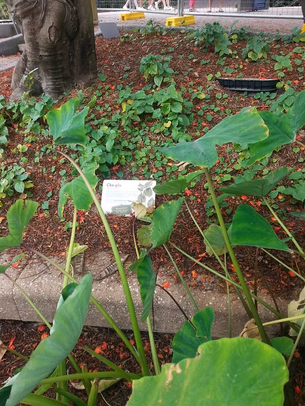 Có một công viên tràn ngập rau xanh và rau ở đây được phát hoàn toàn miễn phí - Ảnh 4.