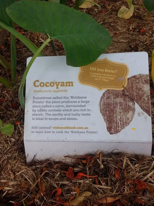 Có một công viên tràn ngập rau xanh và rau ở đây được phát hoàn toàn miễn phí - Ảnh 3.