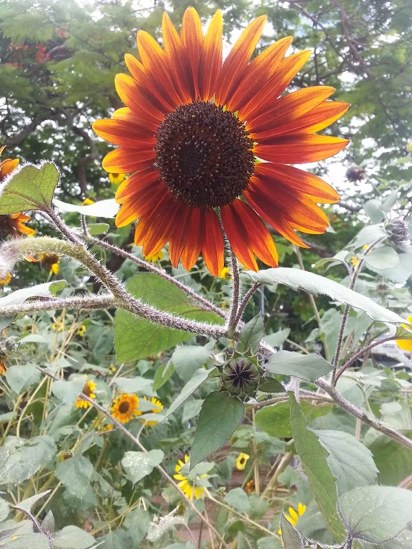 Có một công viên tràn ngập rau xanh và rau ở đây được phát hoàn toàn miễn phí - Ảnh 17.