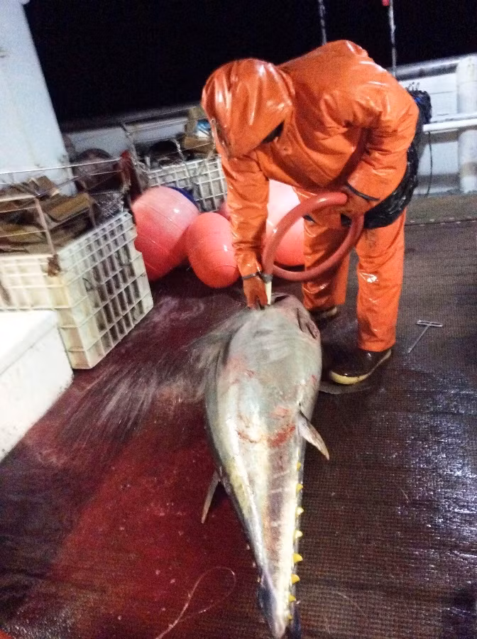 Cá ngừ ở Hawaii được chế biến trên thuyền sau khi các ngư dân vừa đánh bắt