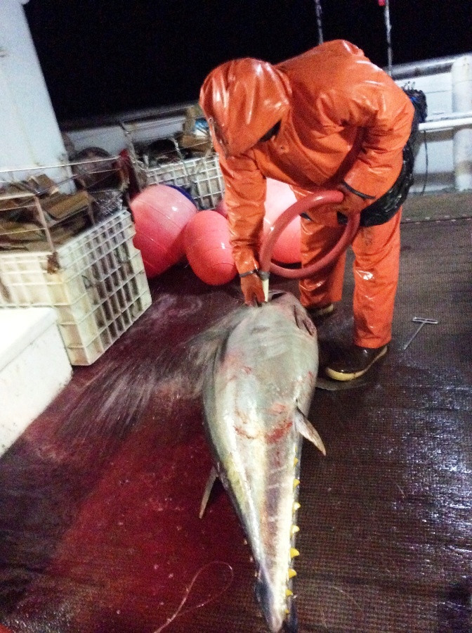 Cá ngừ ở Hawaii được chế biến trên thuyền sau khi các ngư dân vừa đánh bắt