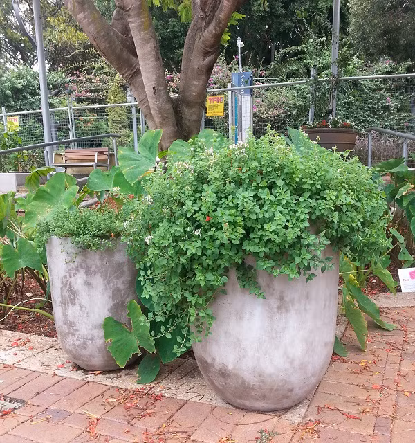 Có một công viên tràn ngập rau xanh và rau ở đây được phát hoàn toàn miễn phí - Ảnh 11.