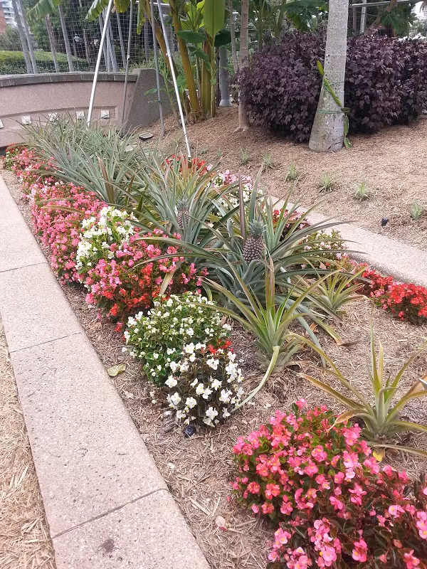 Có một công viên tràn ngập rau xanh và rau ở đây được phát hoàn toàn miễn phí - Ảnh 14.