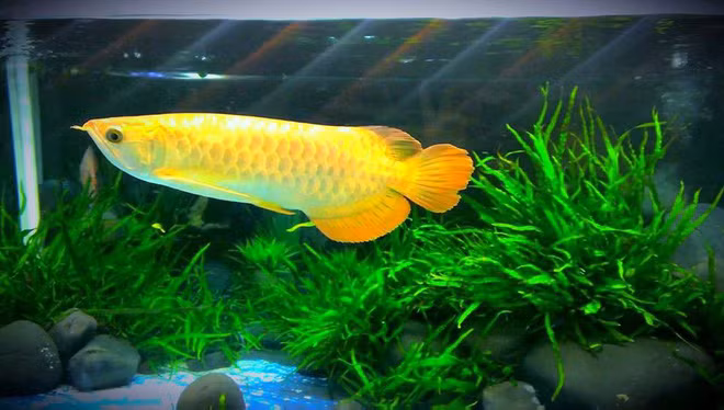 Chỉ cần đặt 9 vật phẩm phong thủy hút tài lộc, nghèo tới mấy cũng dễ giàu sang phú quý - Ảnh 5.