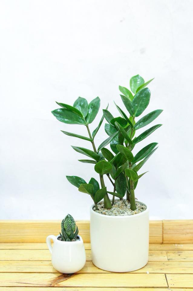 Chỉ cần đặt 9 vật phẩm phong thủy hút tài lộc, nghèo tới mấy cũng dễ giàu sang phú quý - Ảnh 3. Chỉ cần đặt 9 vật phẩm phong thủy hút tài lộc, nghèo tới mấy cũng dễ giàu sang phú quý - Ảnh 3.