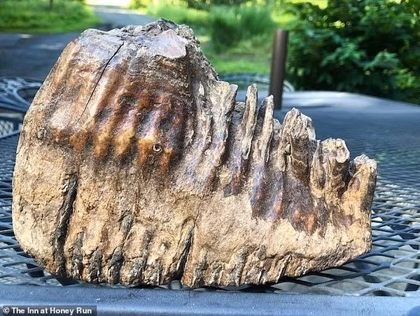 Cận cảnh răng voi ma mút.