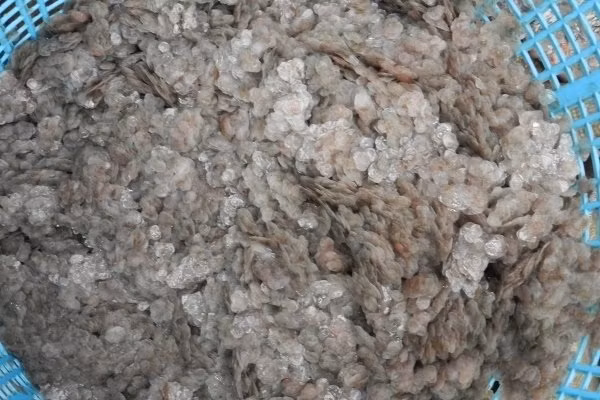 An Giang: Bí ẩn người mua gom vảy cá khắp các chợ-2