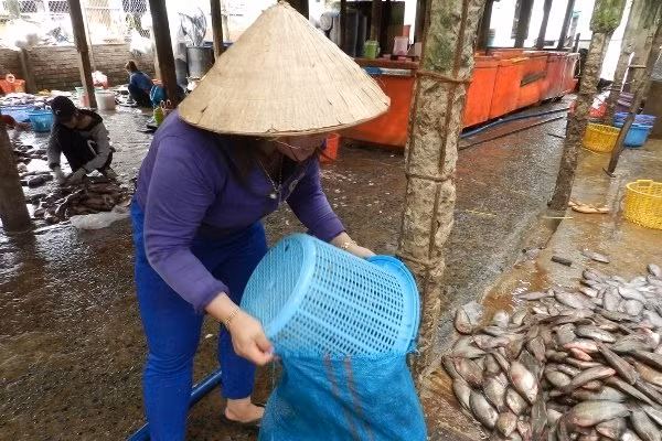 An Giang: Bí ẩn người mua gom vảy cá khắp các chợ-3