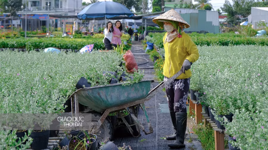 Nhà vườn đang sửa sang lại vườn hoa của mình.