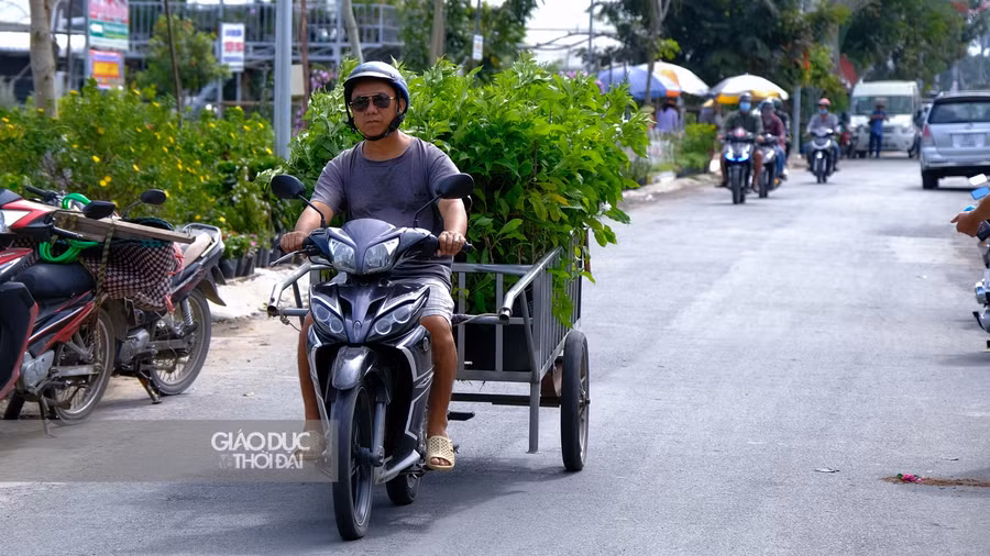 Xe chở hoa và cây kiểng luân phiên đưa ra trục chính tại Làng hoa Sa Đéc chuẩn bị chào đón du khách tại Tuần lễ Văn hoá Du lịch.