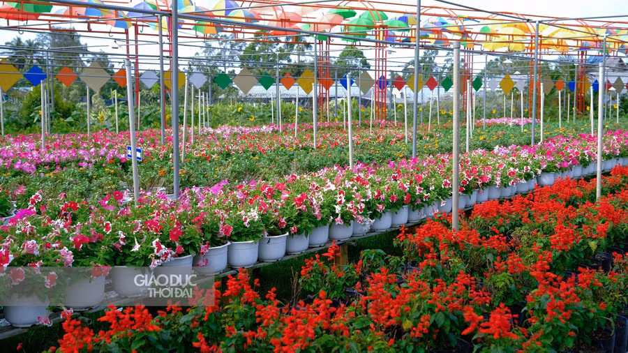 Trăm hoa đua nở chào đón du khách đến với Làng hoa Sa Đéc.