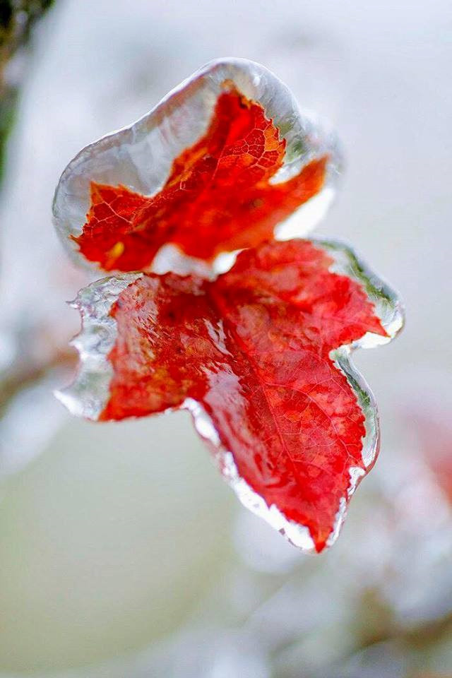 Gioi tre khong ngai gia ret check-in bang tuyet o Mau Son hinh anh 4