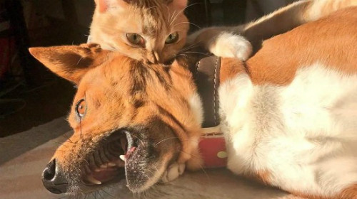Nhỏ mà có võ. Nhỏ mà có võ.