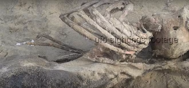 Bộ xương sinh vật ngoài hành tinh trôi dạt vào bờ biển Anh