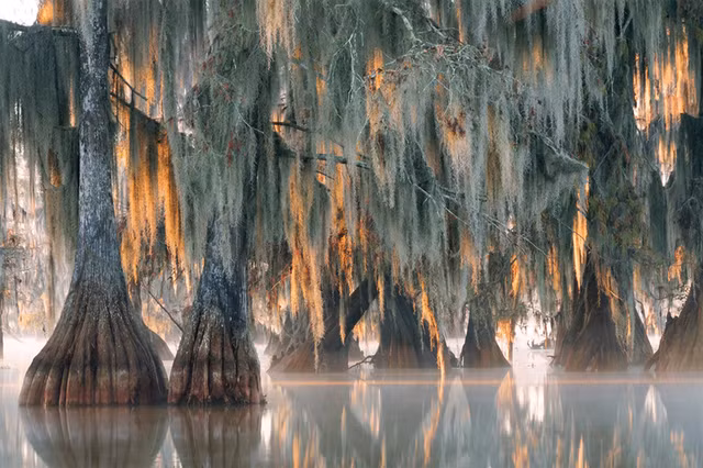 Phát hiện ra cây 2.624 năm tuổi siêu hiếm trên Trái Đất