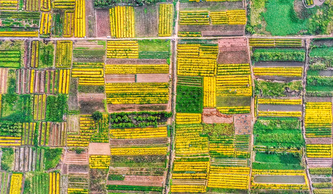 Mùa thu hoạch hoa cúc chi ở phố Hiến