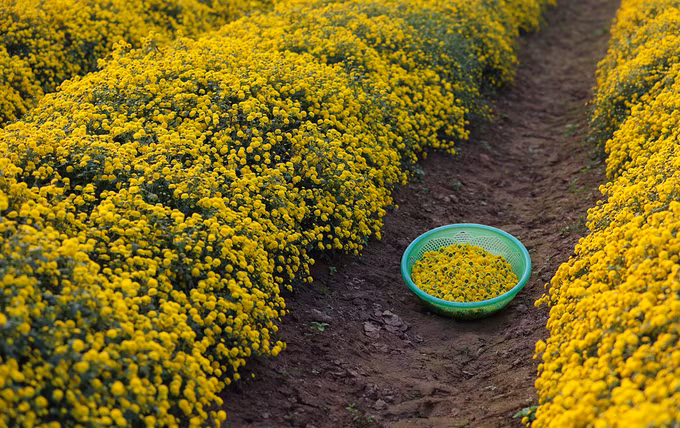 Mùa thu hoạch hoa cúc chi ở phố Hiến